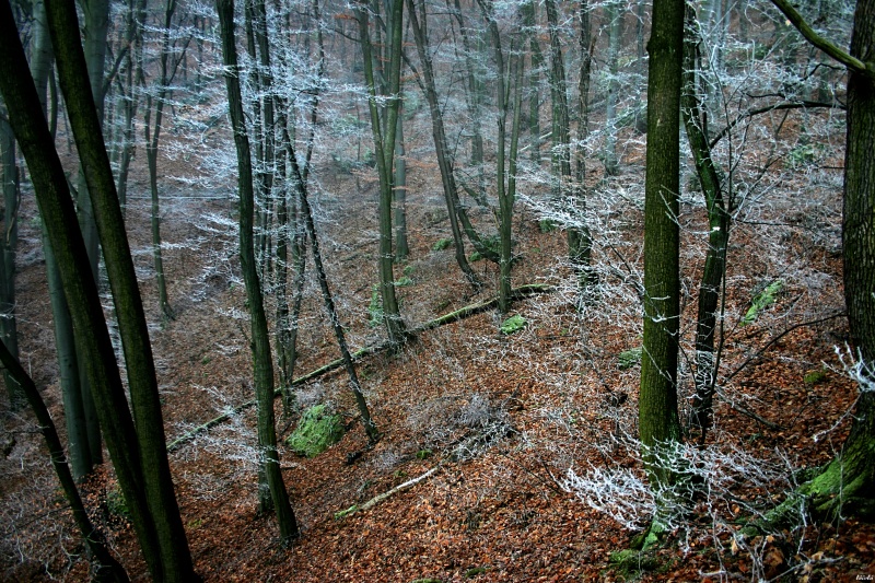CRW_1281.jpg