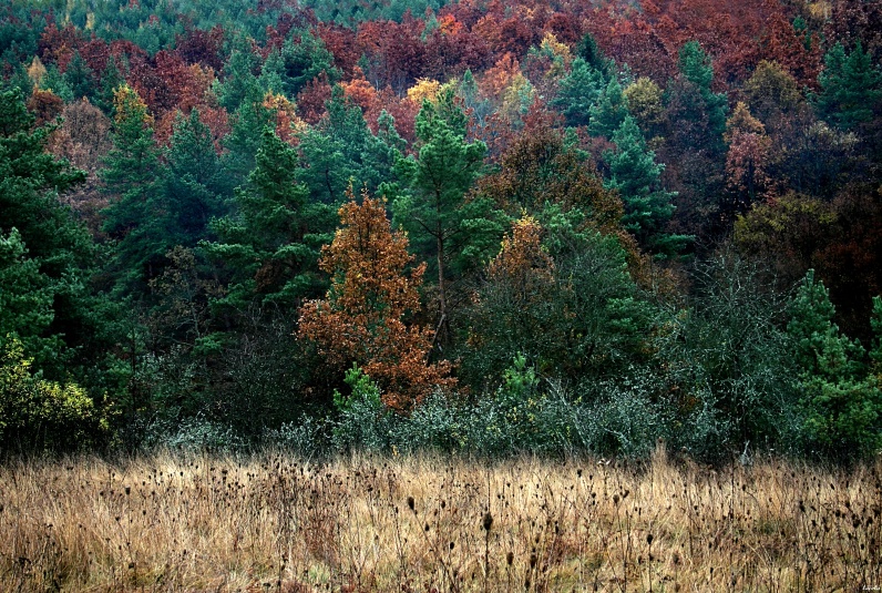 CRW_9102.jpg