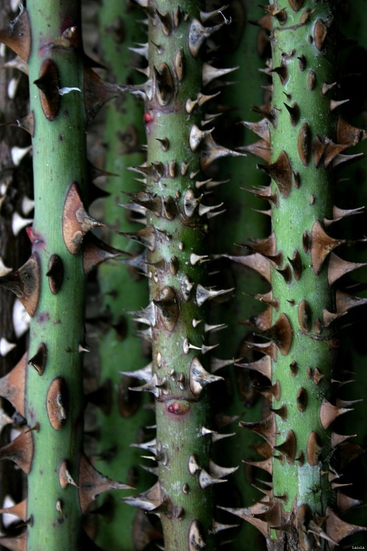 CRW_2732.jpg