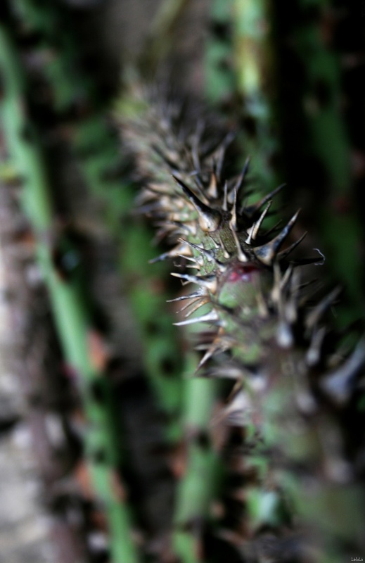 CRW_2733.jpg