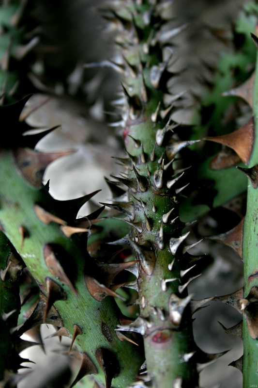 CRW_2734.jpg