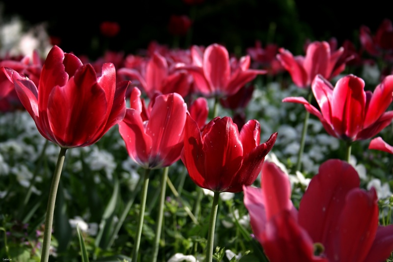 CRW_4659.jpg
