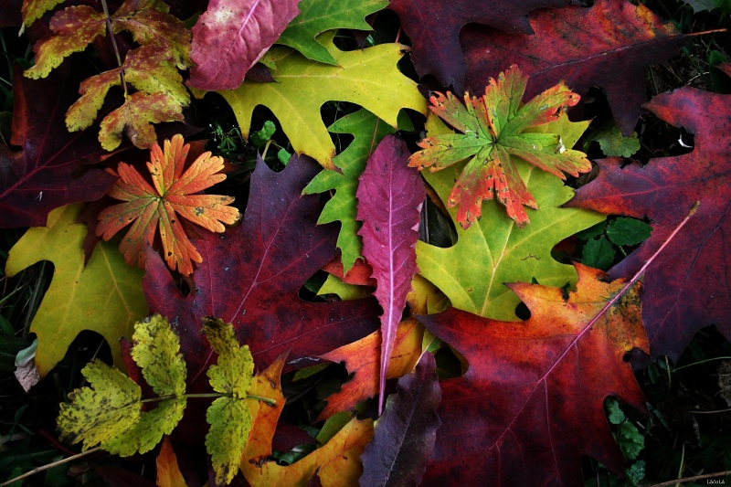 CRW_9040.jpg