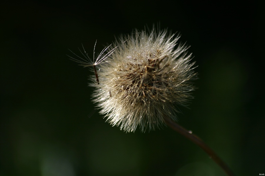 CRW_0034.jpg