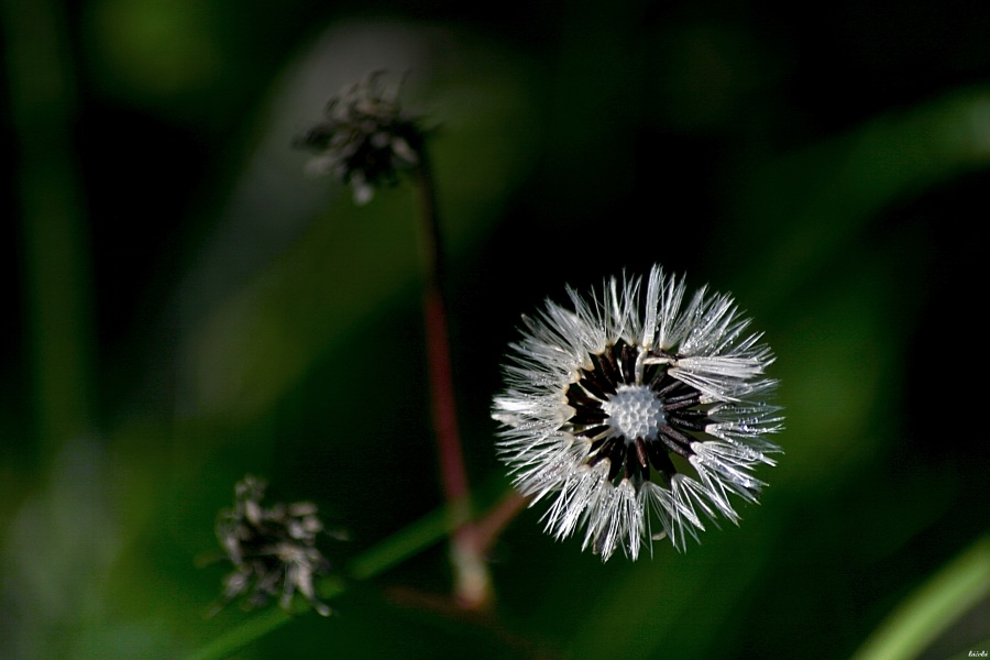 CRW_0038.jpg