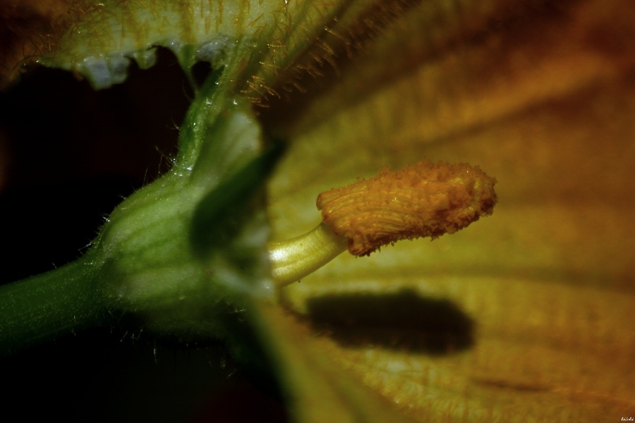 CRW_0052.jpg