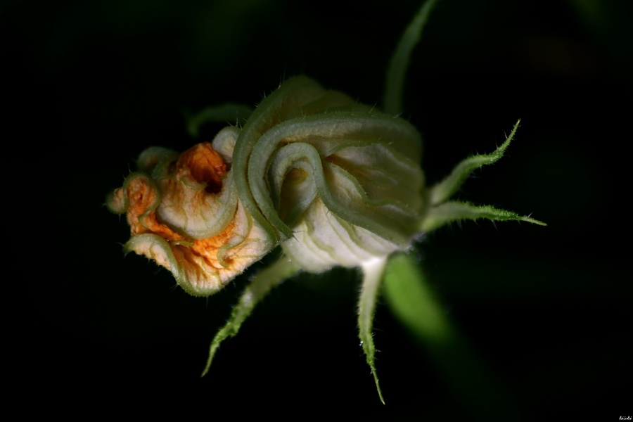CRW_0054.jpg