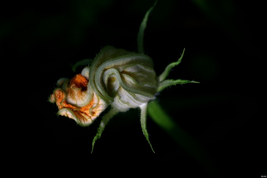 CRW_0055.jpg