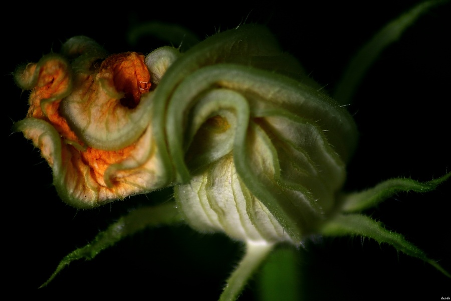 CRW_0057.jpg