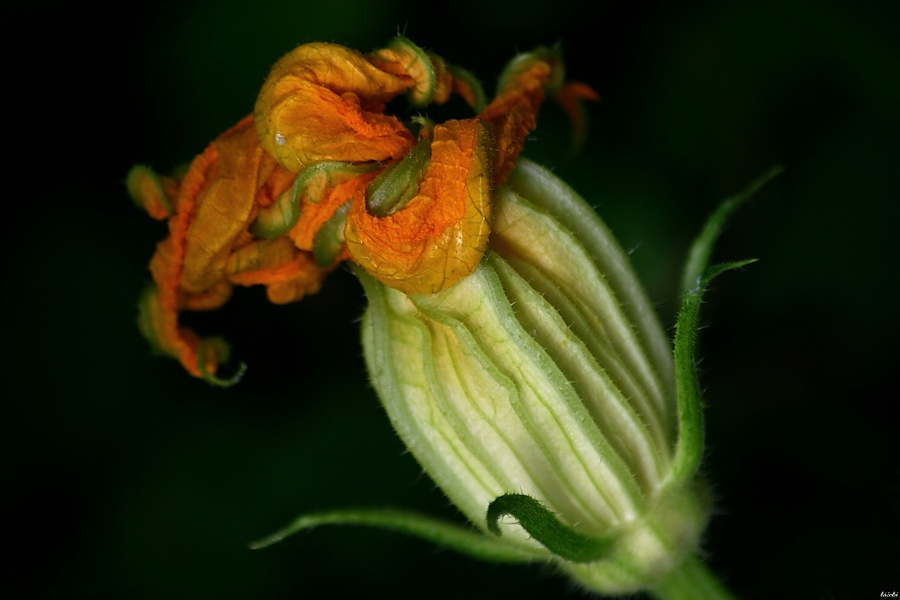CRW_0060.jpg
