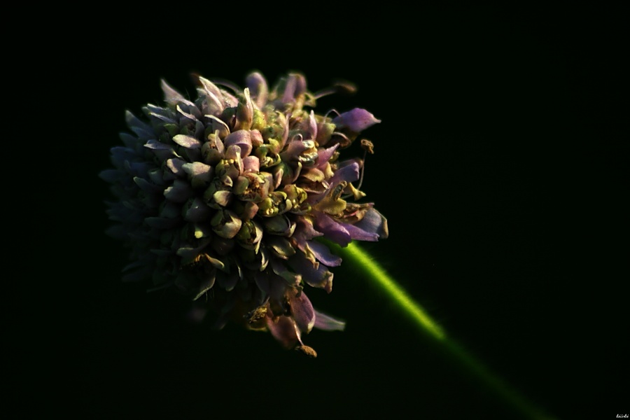 CRW_0065.jpg