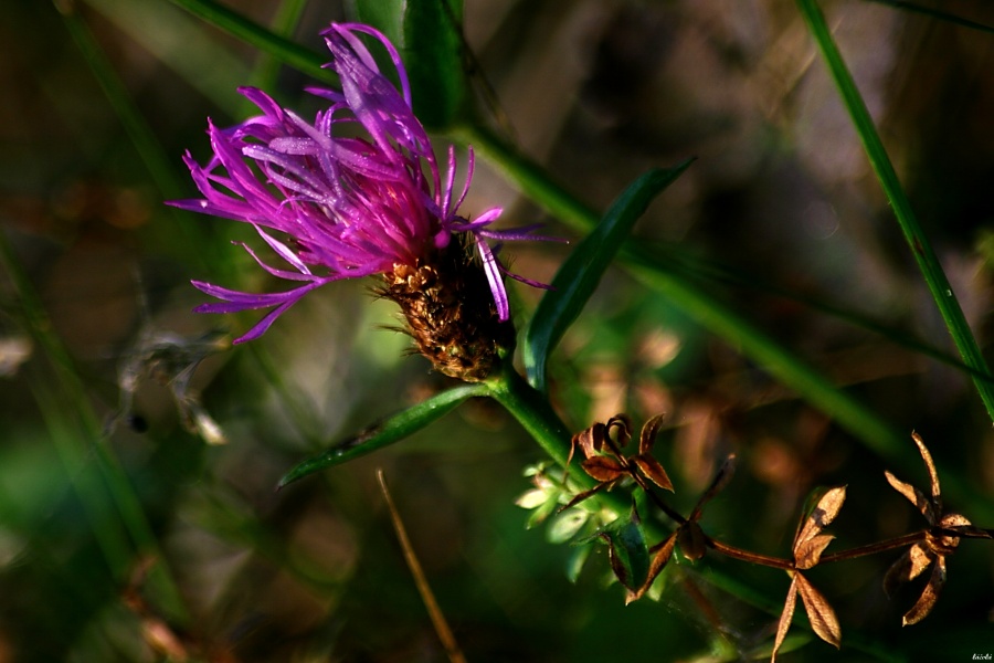 CRW_0077.jpg