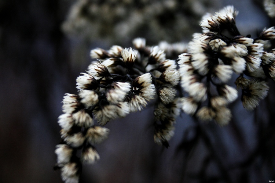 CRW_0131.jpg