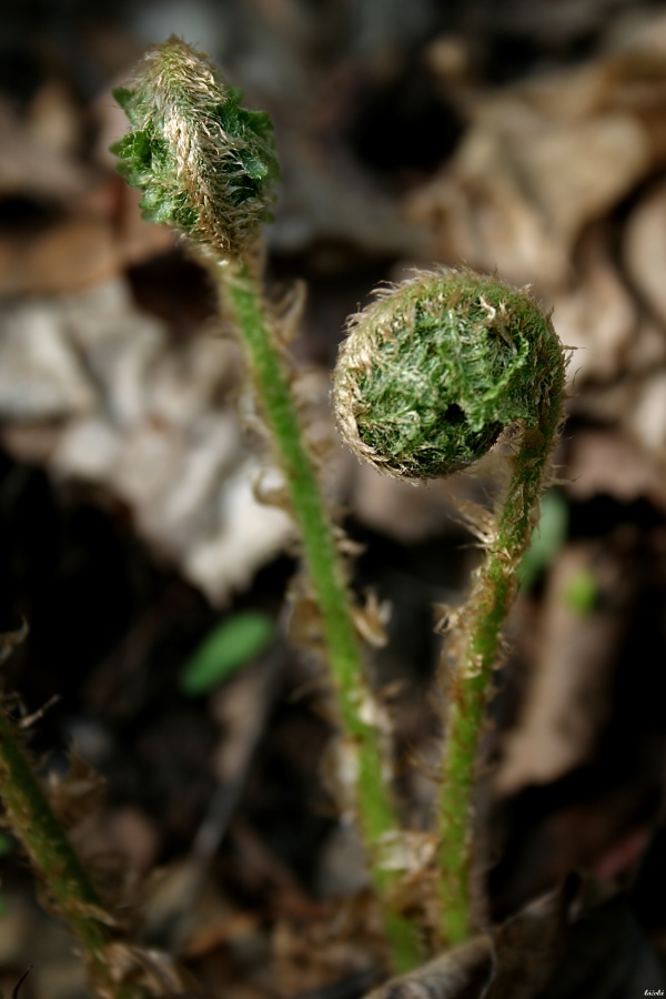 CRW_3969.jpg