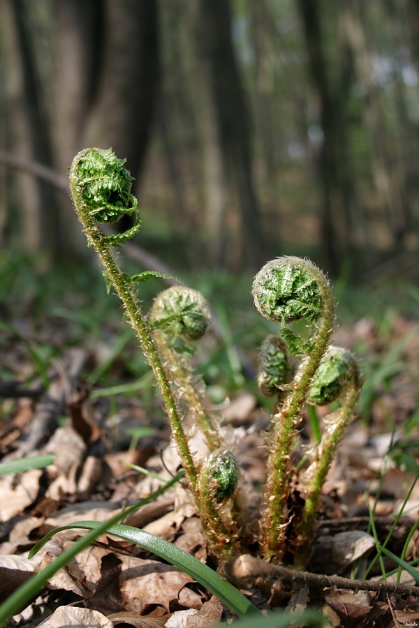 CRW_3977.jpg