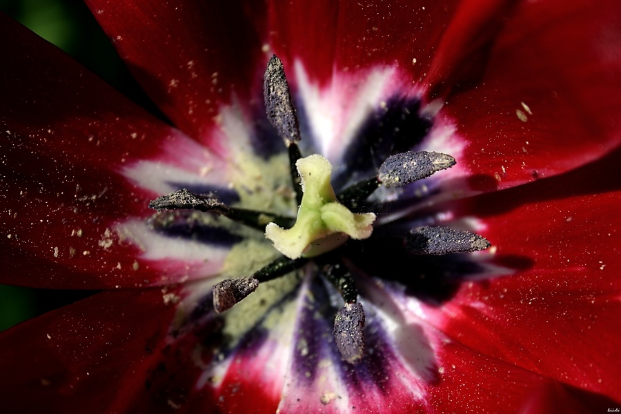 CRW_4658.jpg