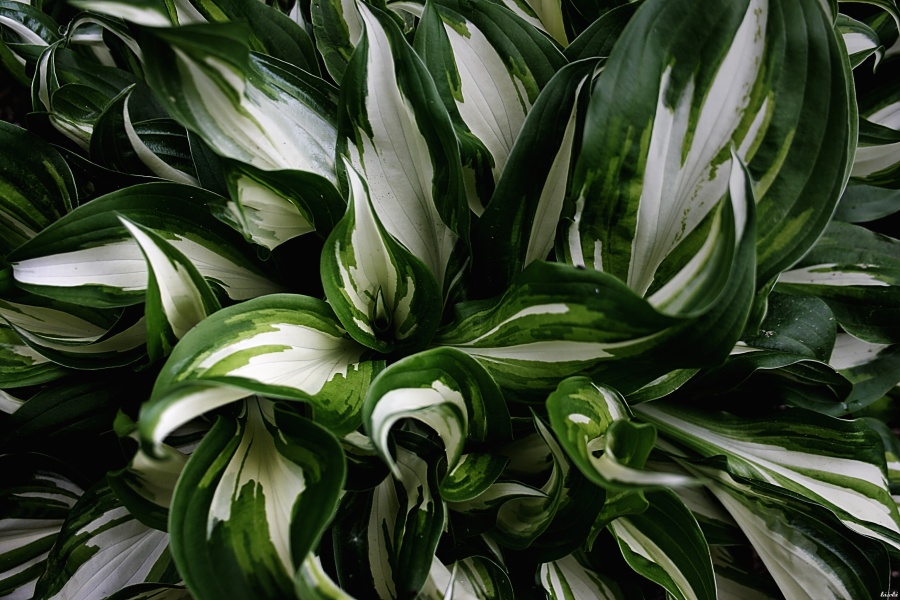 CRW_4821.jpg