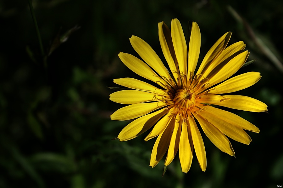 CRW_5264.jpg
