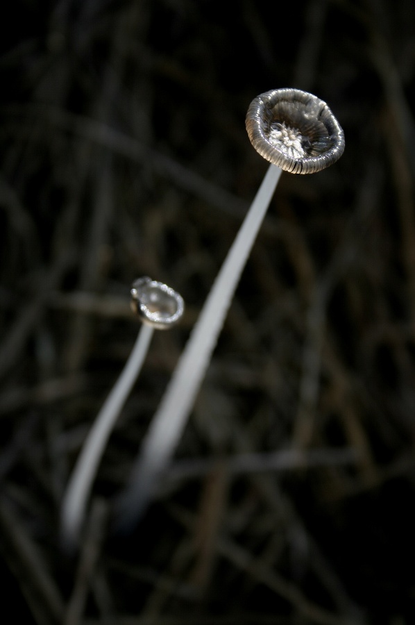CRW_6845.jpg