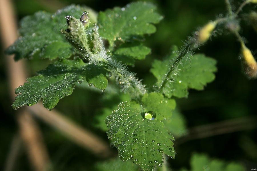 CRW_4335.jpg